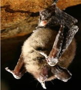 White Nose Syndrome